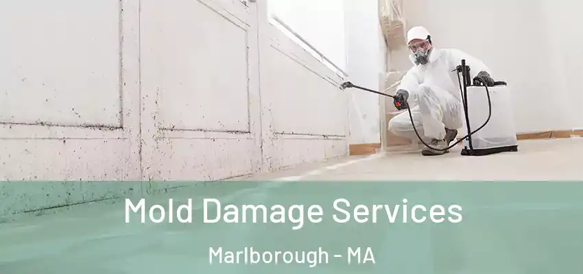 Mold Damage Services Marlborough - MA