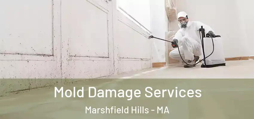 Mold Damage Services Marshfield Hills - MA