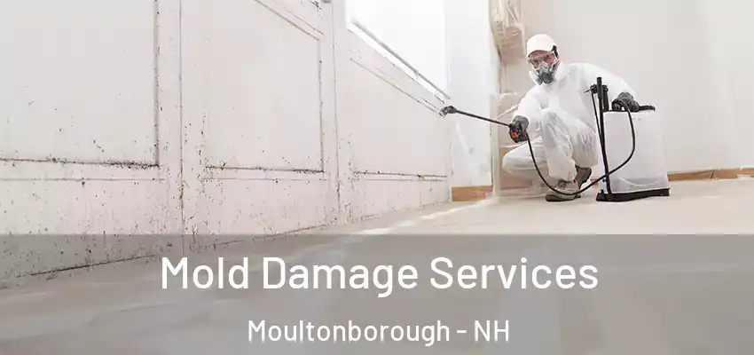 Mold Damage Services Moultonborough - NH