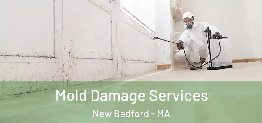  Mold Damage Services New Bedford - MA