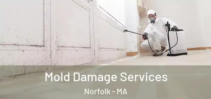  Mold Damage Services Norfolk - MA