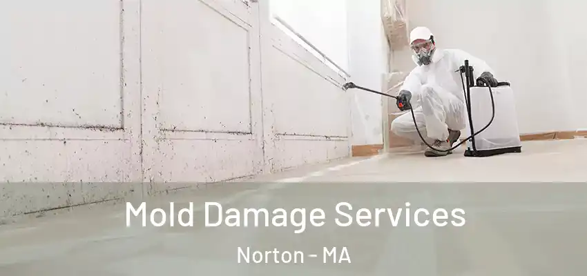  Mold Damage Services Norton - MA