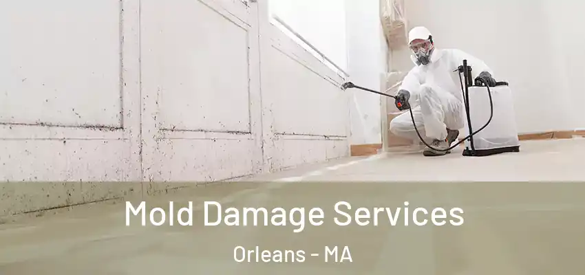 Mold Damage Services Orleans - MA