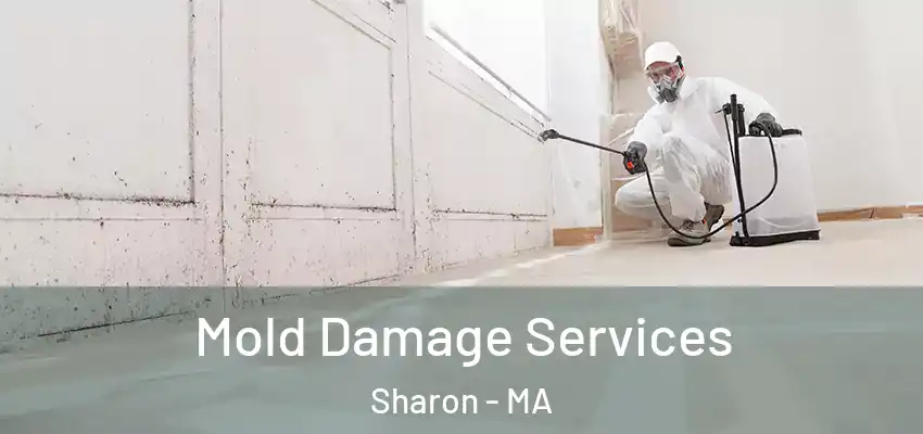Mold Damage Services Sharon - MA