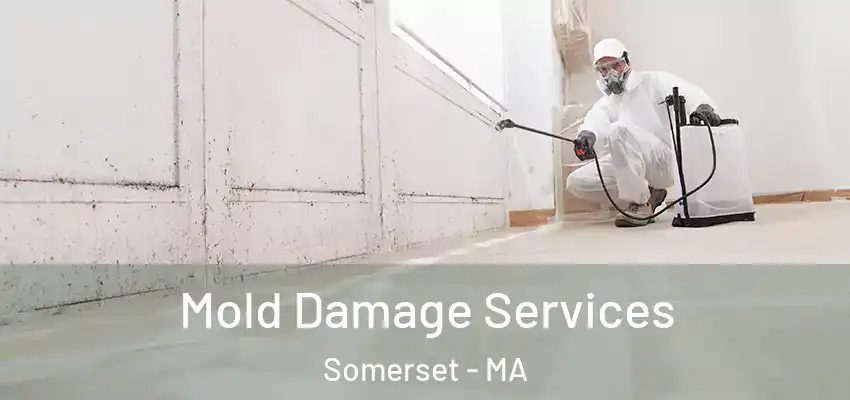 Mold Damage Services Somerset - MA