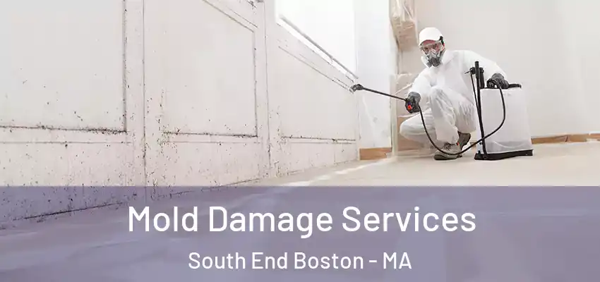 Mold Damage Services South End Boston - MA