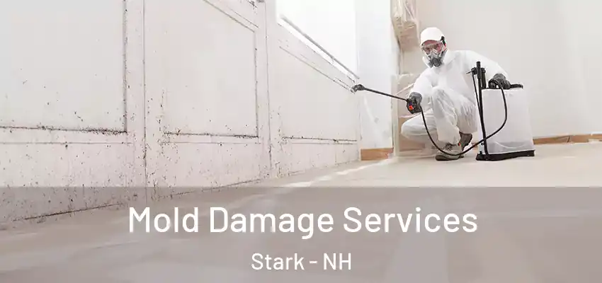  Mold Damage Services Stark - NH