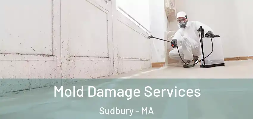  Mold Damage Services Sudbury - MA