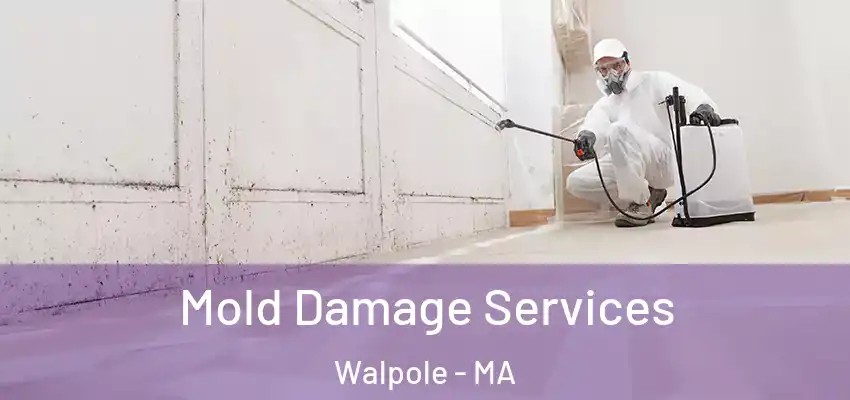 Mold Damage Services Walpole - MA
