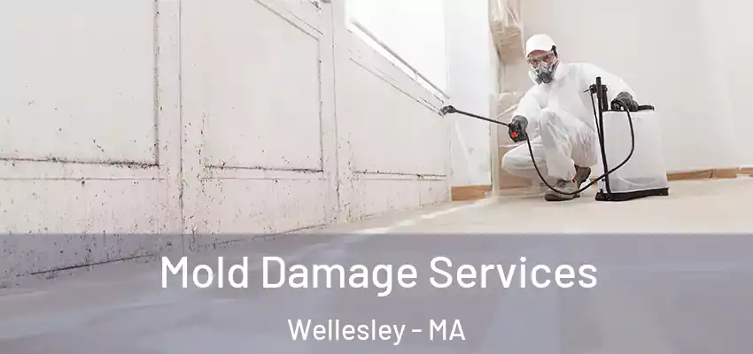 Mold Damage Services Wellesley - MA