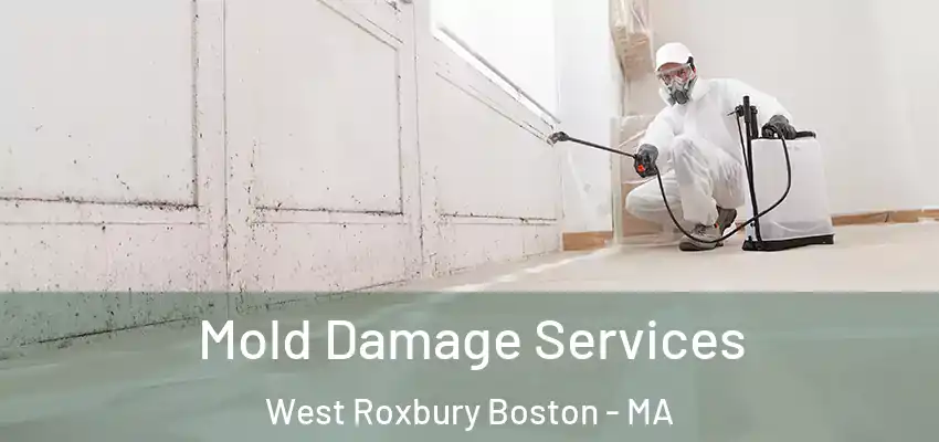  Mold Damage Services West Roxbury Boston - MA