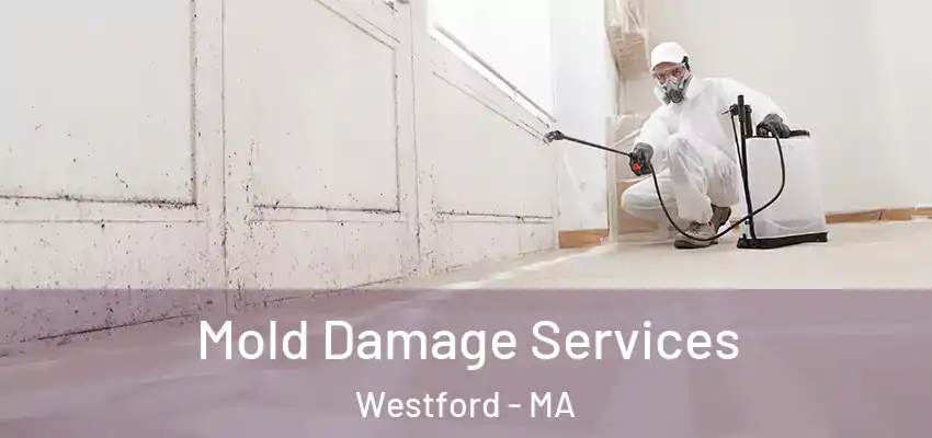  Mold Damage Services Westford - MA