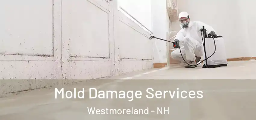  Mold Damage Services Westmoreland - NH
