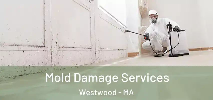 Mold Damage Services Westwood - MA