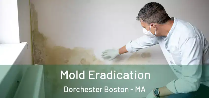 Mold Eradication Dorchester Boston - MA