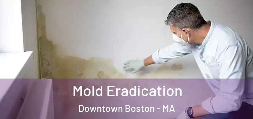 Mold Eradication Downtown Boston - MA