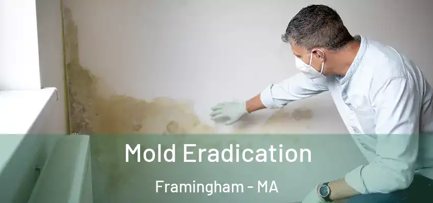 Mold Eradication Framingham - MA