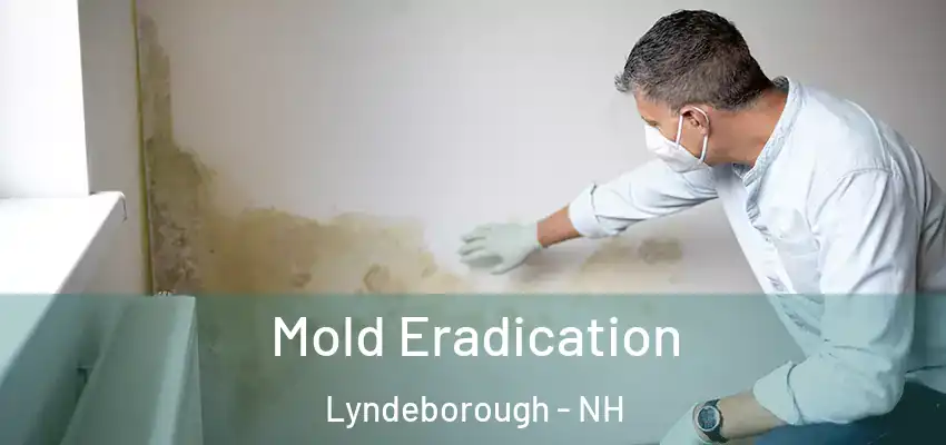 Mold Eradication Lyndeborough - NH