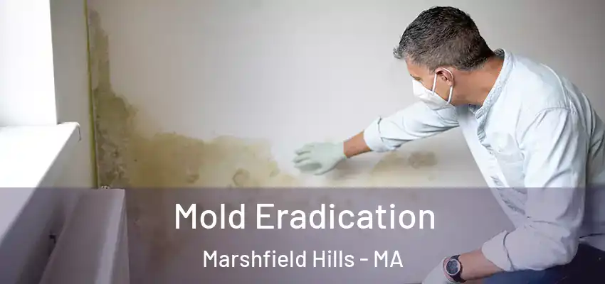  Mold Eradication Marshfield Hills - MA