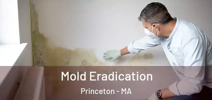 Mold Eradication Princeton - MA