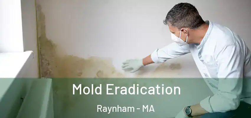  Mold Eradication Raynham - MA