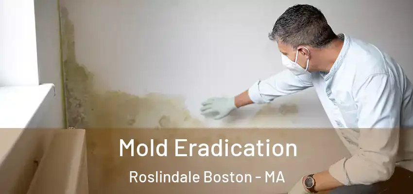Mold Eradication Roslindale Boston - MA