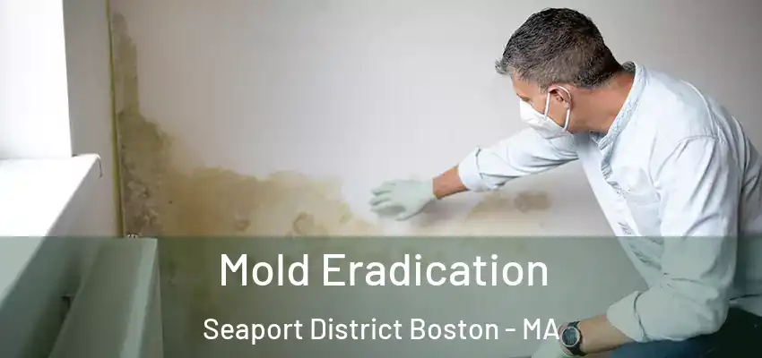  Mold Eradication Seaport District Boston - MA