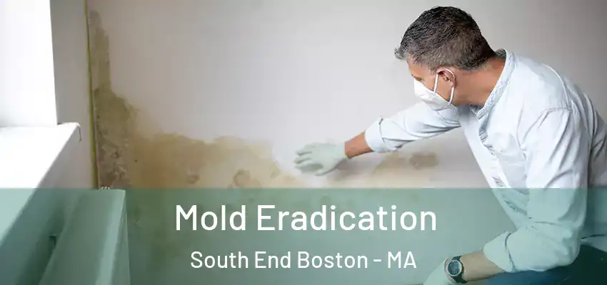 Mold Eradication South End Boston - MA