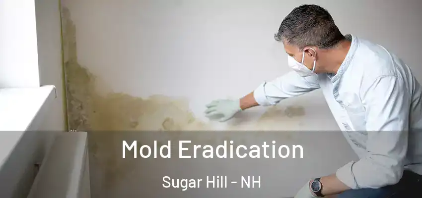 Mold Eradication Sugar Hill - NH
