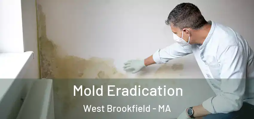  Mold Eradication West Brookfield - MA