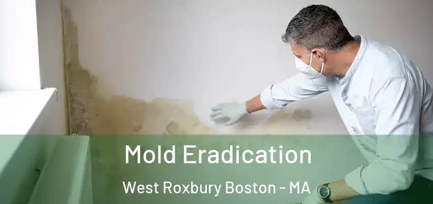 Mold Eradication West Roxbury Boston - MA