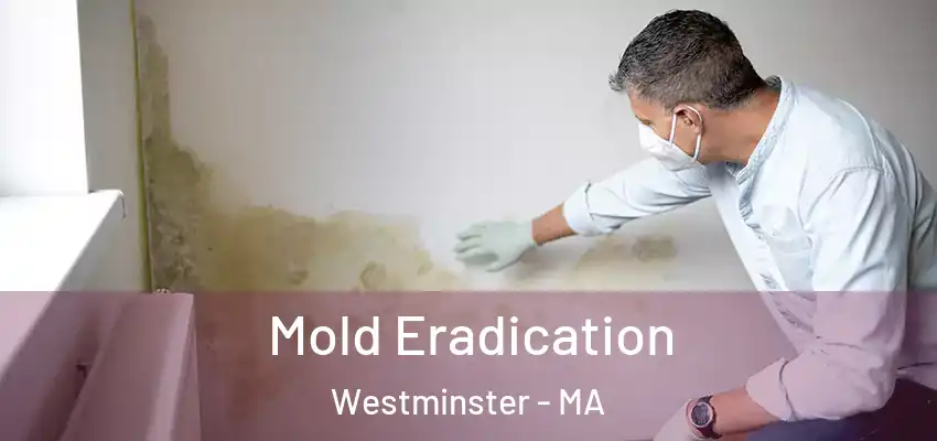  Mold Eradication Westminster - MA