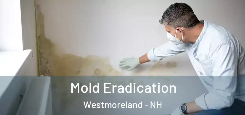 Mold Eradication Westmoreland - NH