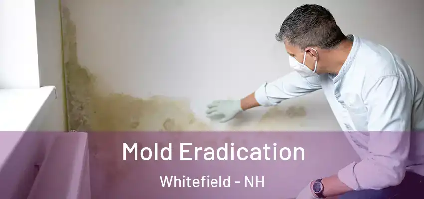 Mold Eradication Whitefield - NH
