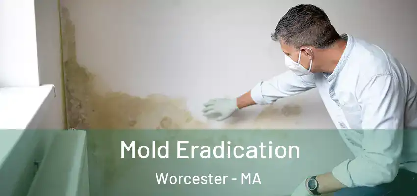  Mold Eradication Worcester - MA