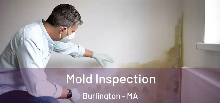 Mold Inspection Burlington - MA