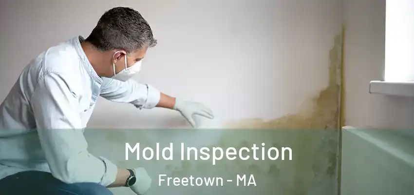  Mold Inspection Freetown - MA