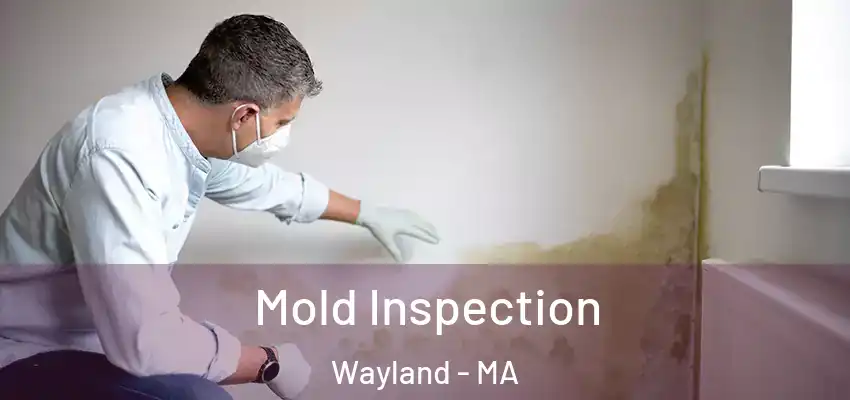  Mold Inspection Wayland - MA