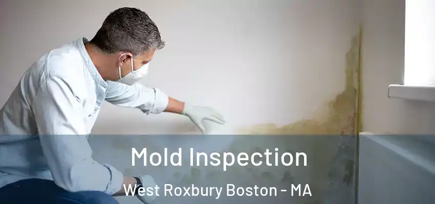  Mold Inspection West Roxbury Boston - MA