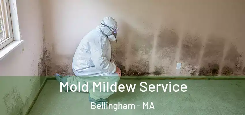 Mold Mildew Service Bellingham - MA