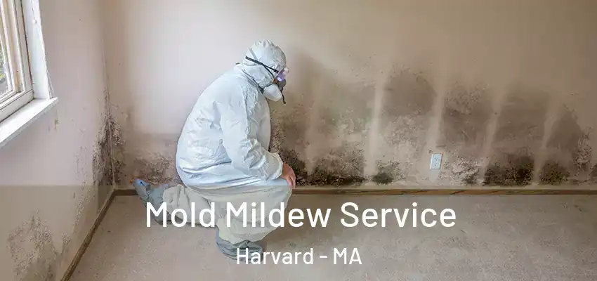 Mold Mildew Service Harvard - MA