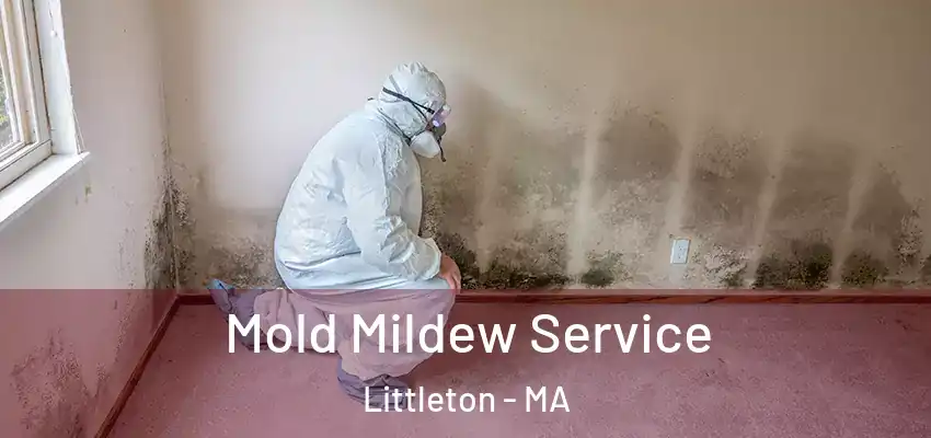 Mold Mildew Service Littleton - MA