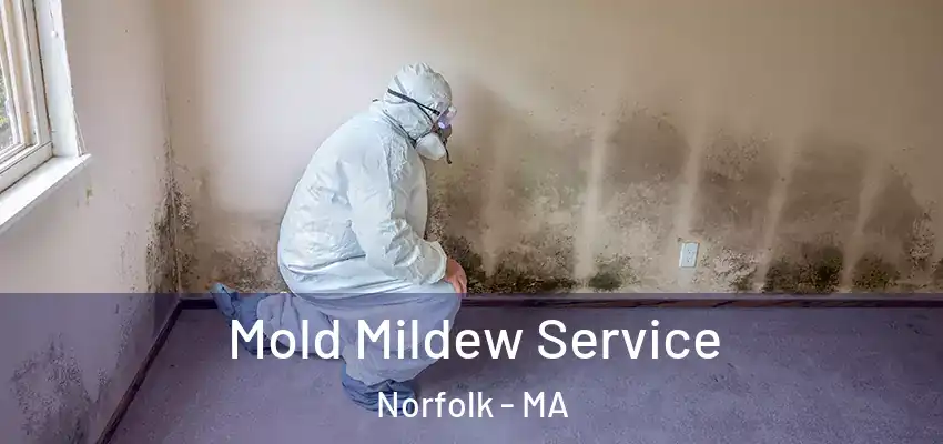 Mold Mildew Service Norfolk - MA