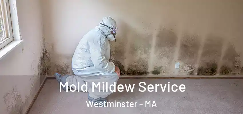  Mold Mildew Service Westminster - MA