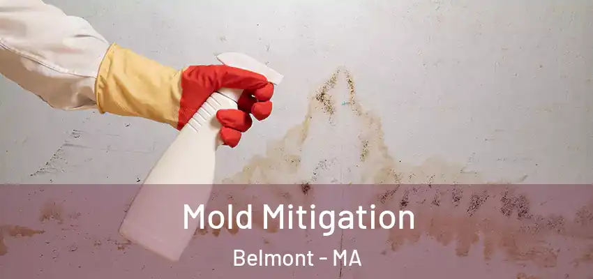  Mold Mitigation Belmont - MA