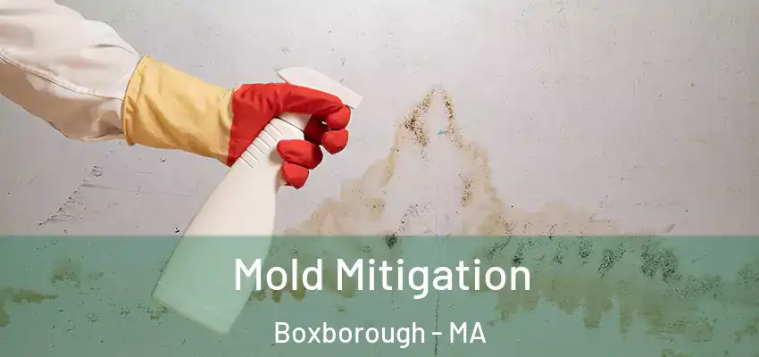 Mold Mitigation Boxborough - MA