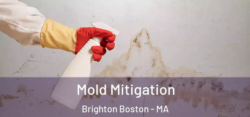  Mold Mitigation Brighton Boston - MA