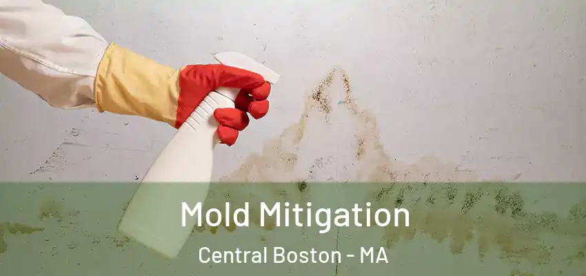  Mold Mitigation Central Boston - MA