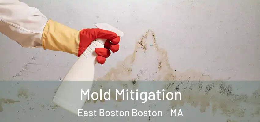 Mold Mitigation East Boston Boston - MA