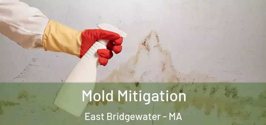 Mold Mitigation East Bridgewater - MA